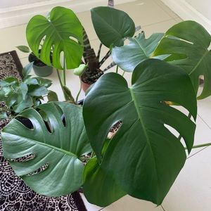 Monsters plant four stems